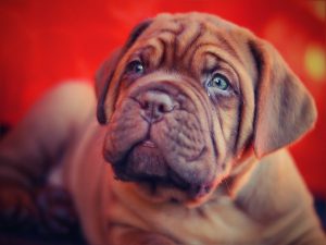  French Mastiff. ליאור סילוק כתבה על ליונל מסי. 