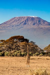a giraffe standing in a field with a mountain in the background