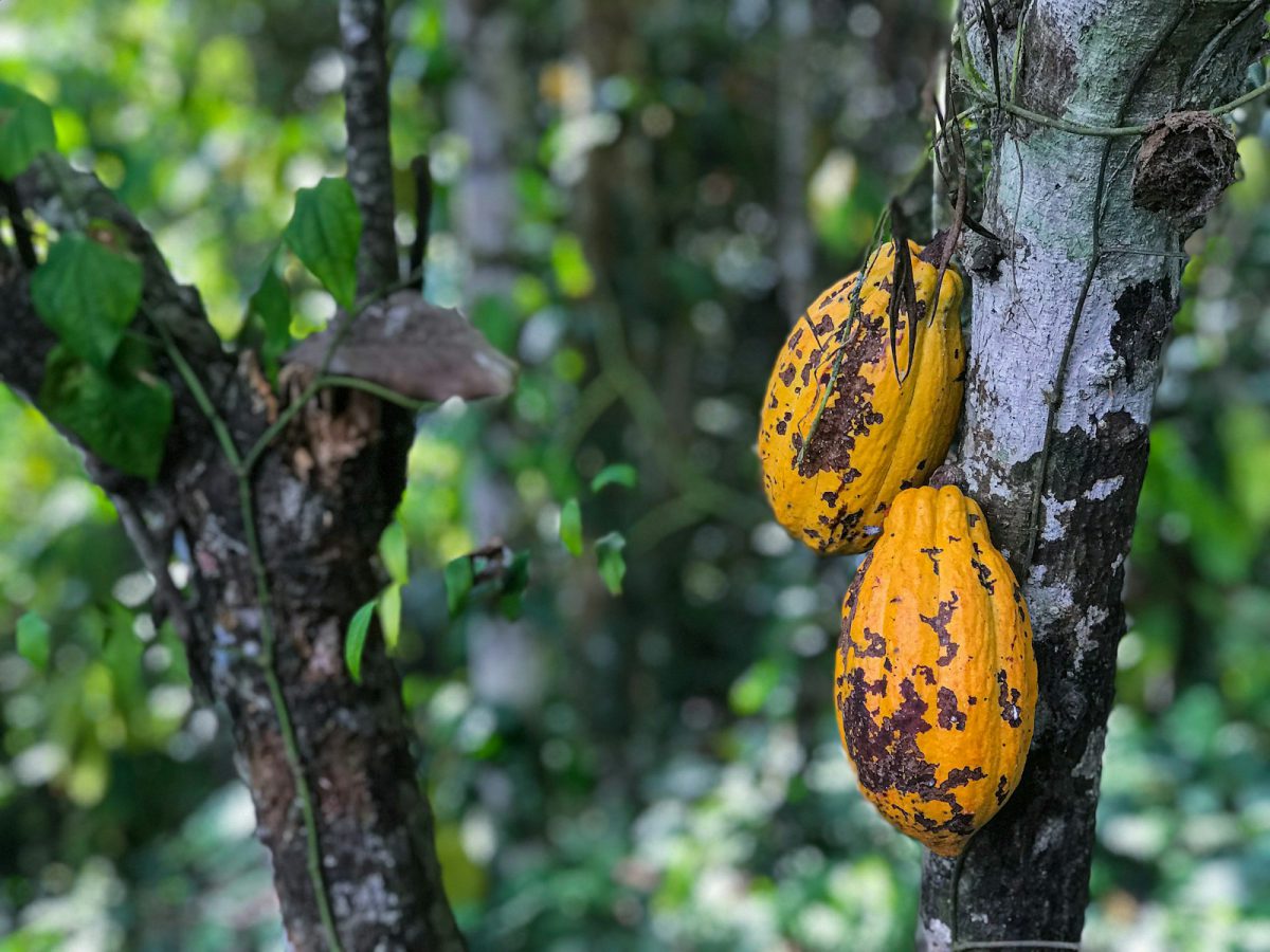 Coralco tech presents: Facts About Cocoa in Africa