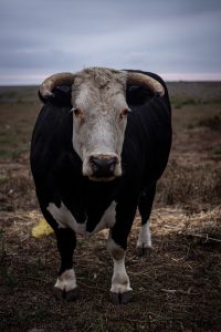 Free stock photo of agriculture, animal, beef cattle - Tomer Levi Toro media; Tomer Levi Wisebanc; Tomer Levi Counting house services; Tomer Levi Olympusmarkets; Tomer Levi Omni global; Tomer Levi Orion service; Tomer Levi Tlc Consulting Tomer Levi PrimeCFD; Tomer Levi optionXO; Tomer Levi Forex 