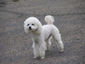 על כלבים. שלומי טהורי. ענבל אור. 